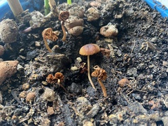 Agaricales