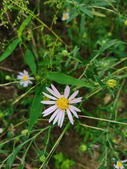 Aster hispidus