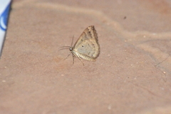 Larentia malvata