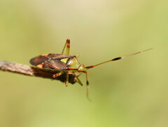 Pseudopantilius australis