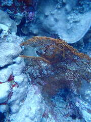 Melithaea ochracea
