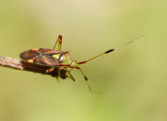 Pseudopantilius australis