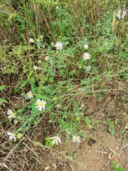 Aster hispidus