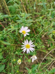 Aster hispidus