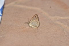 Larentia malvata