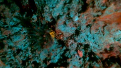 Pseudocorynactis caribbeorum