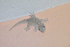 Tarentola mauritanica mauritanica