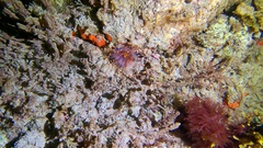 Pseudocorynactis caribbeorum