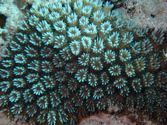 Galaxea fascicularis