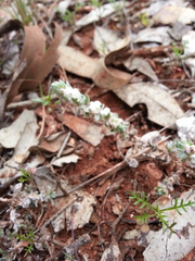 Maireana trichoptera