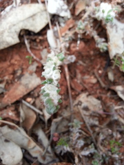 Maireana trichoptera