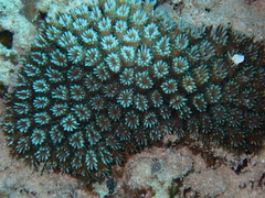 Galaxea fascicularis