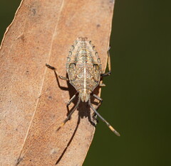 Omyta centrolineata