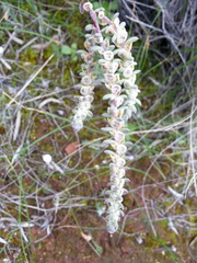 Maireana trichoptera