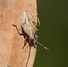Omyta centrolineata