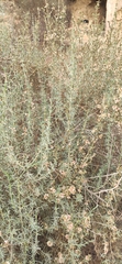 Salsola oppositifolia