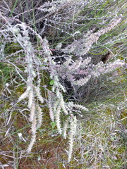 Maireana trichoptera