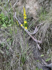 Bulbine glauca