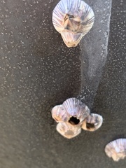 Amphibalanus amphitrite