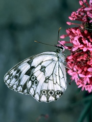 Melanargia lachesis