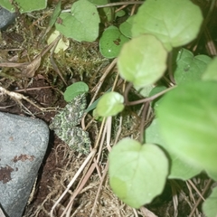 Austrocidaria similata