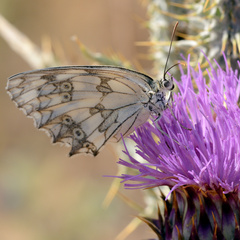Melanargia lachesis
