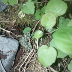 Austrocidaria similata