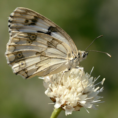 Melanargia lachesis