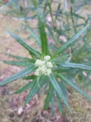 Dimorphotheca ecklonis