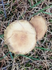 Rhodocybe