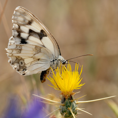 Melanargia lachesis