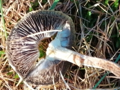 Rhodocybe