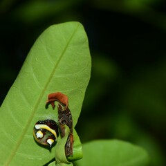 Poecilopachys australasia