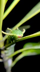 Polyura schreiber