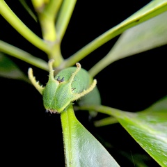 Polyura schreiber