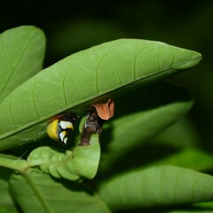 Poecilopachys australasia