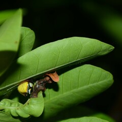 Poecilopachys australasia