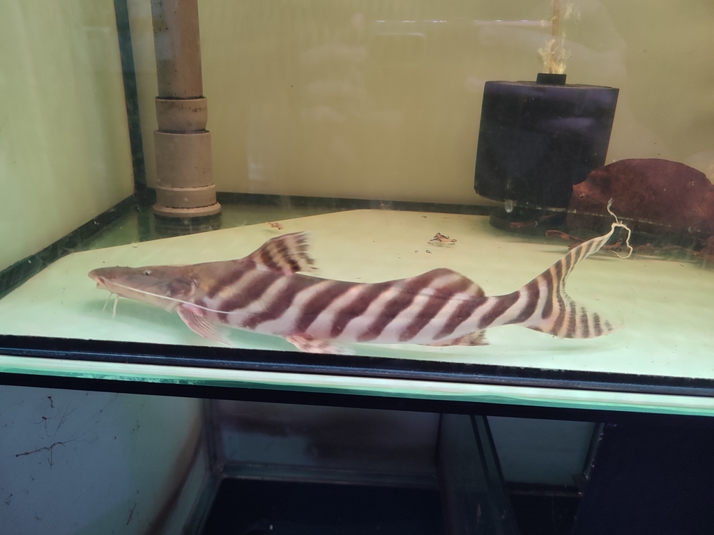 Tigerstriped Catfish