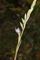 Thelymitra circumsepta