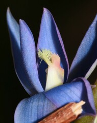 Thelymitra circumsepta