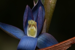 Thelymitra circumsepta