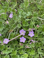 Geranium antrorsum