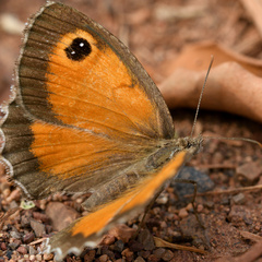 Pyronia cecilia