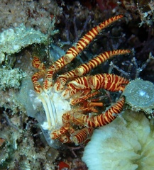 Ciliopagurus strigatus
