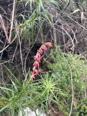 Dracophyllum secundum