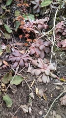 Crassula orbicularis