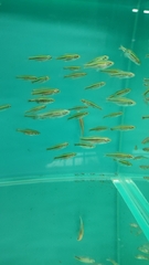 Rasbora borapetensis