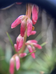 Dracophyllum secundum