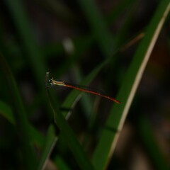 Argiocnemis rubescens