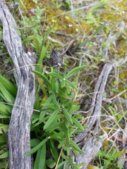 Helichrysum leucopsideum